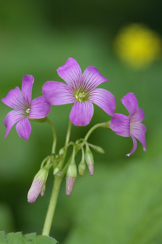 紫の小さな花