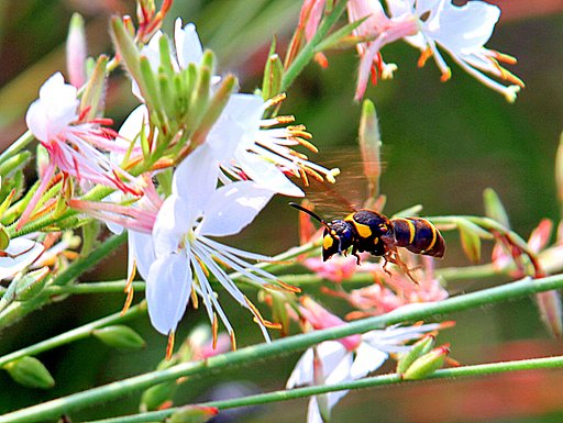 蜂ですが・名前は？