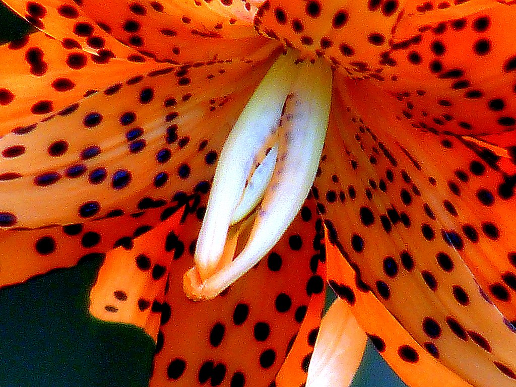 超望遠を花でテスト　１
