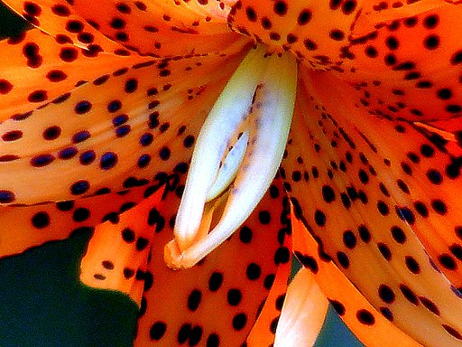超望遠を花でテスト　１