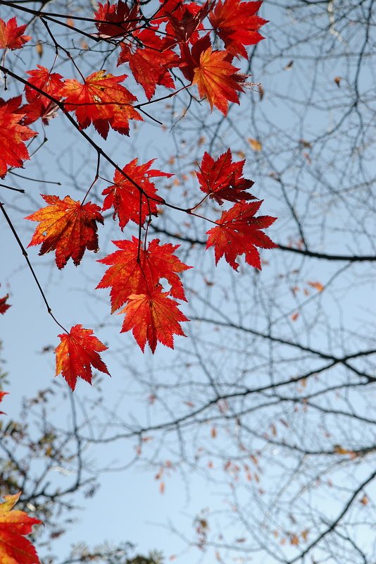 マンネリの紅葉