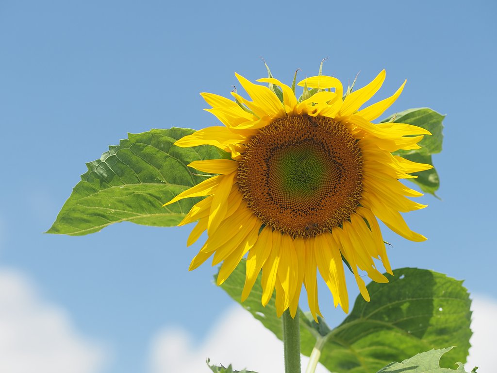 大輪の花よ咲け～TOKYO2020開幕しました～