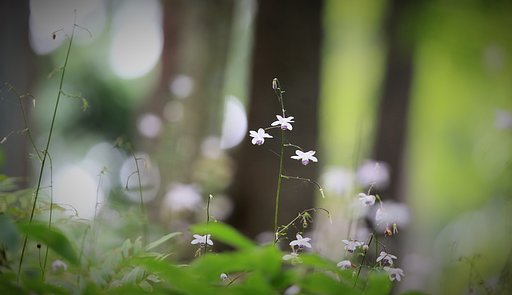 妖精の棲む森（その１）