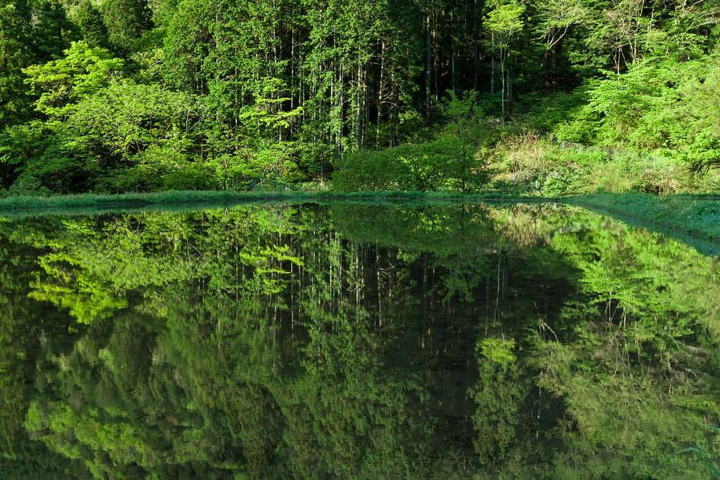 Fresh green water mirror