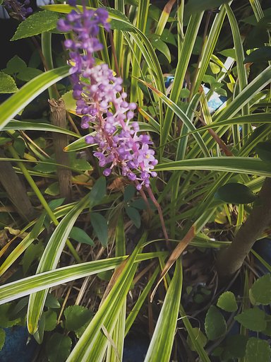 実家の片隅花