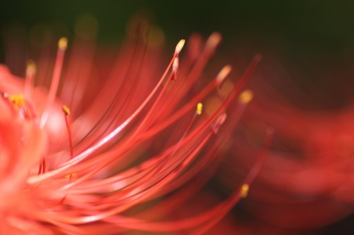 Tamron 90mm f2.8 macro 172E