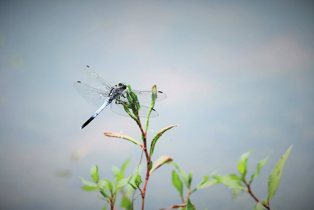 夏の水辺にて