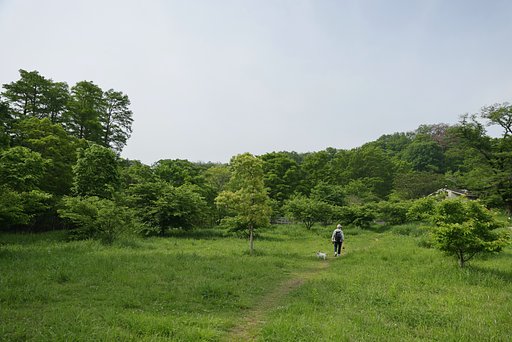 【新緑】朝の散歩
