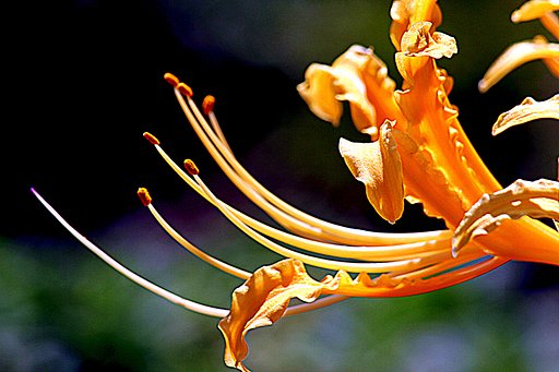 黄色い彼岸花の蕊