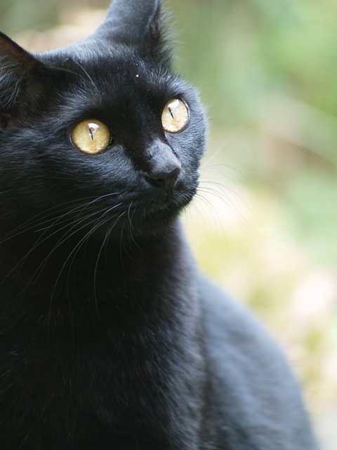 【円】猫の目
