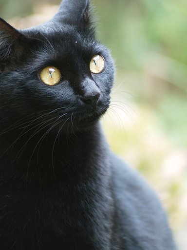 【円】猫の目