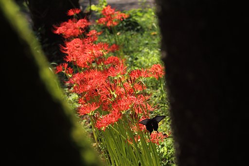 EF50mm f2.5 Compact Macro