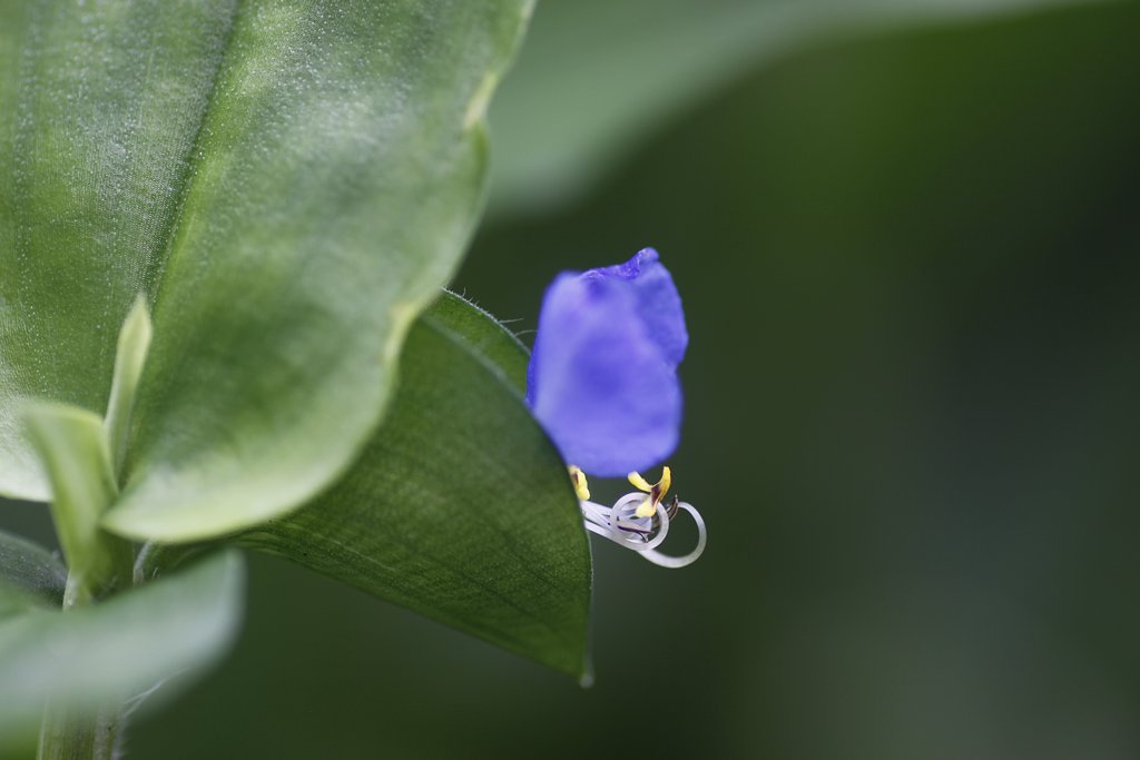 Tamron 90mm f2.8 macro 172E
