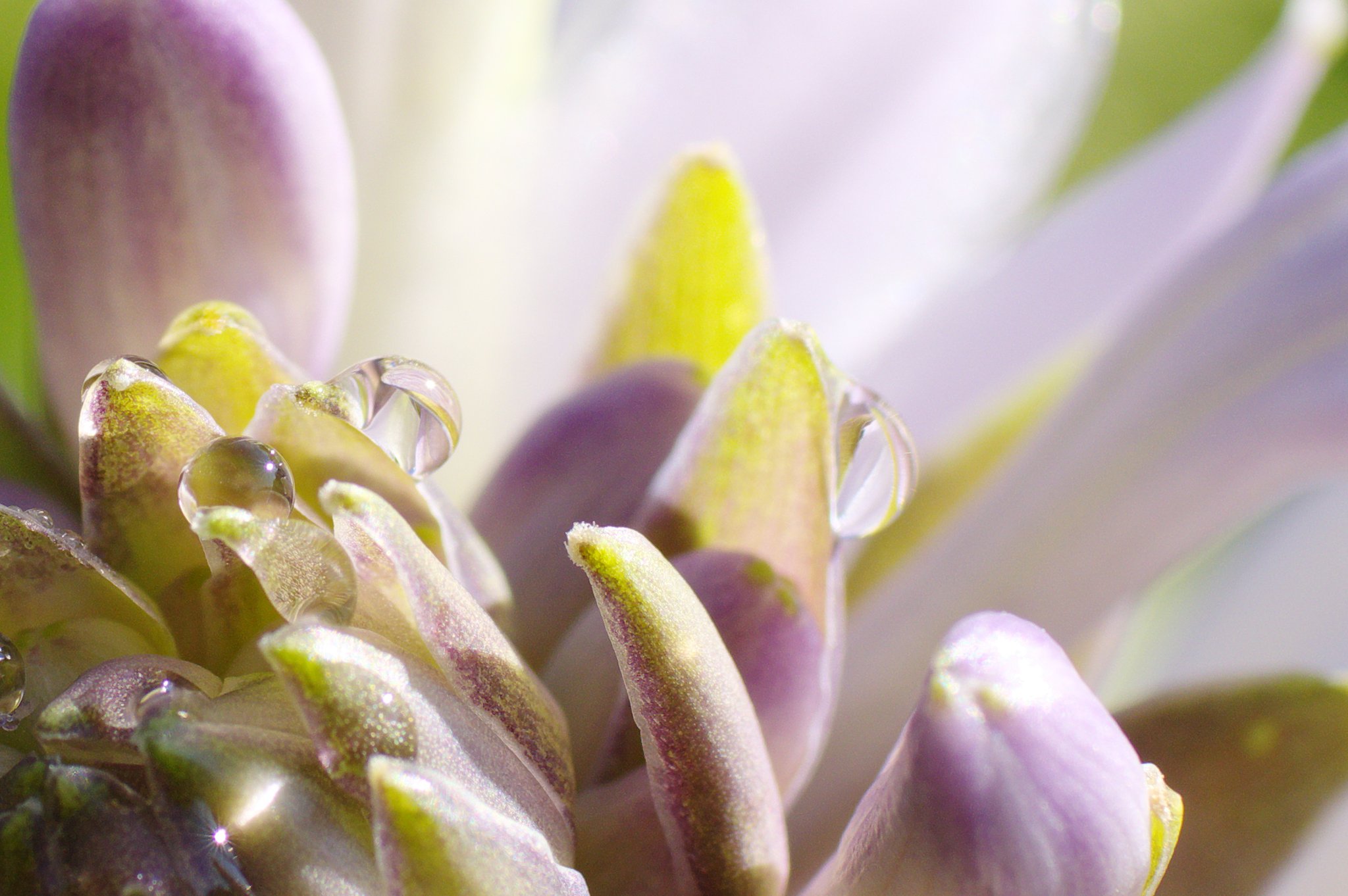 水玉レンズ