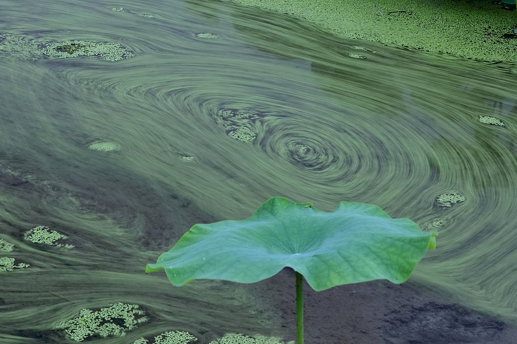ハス田の水草