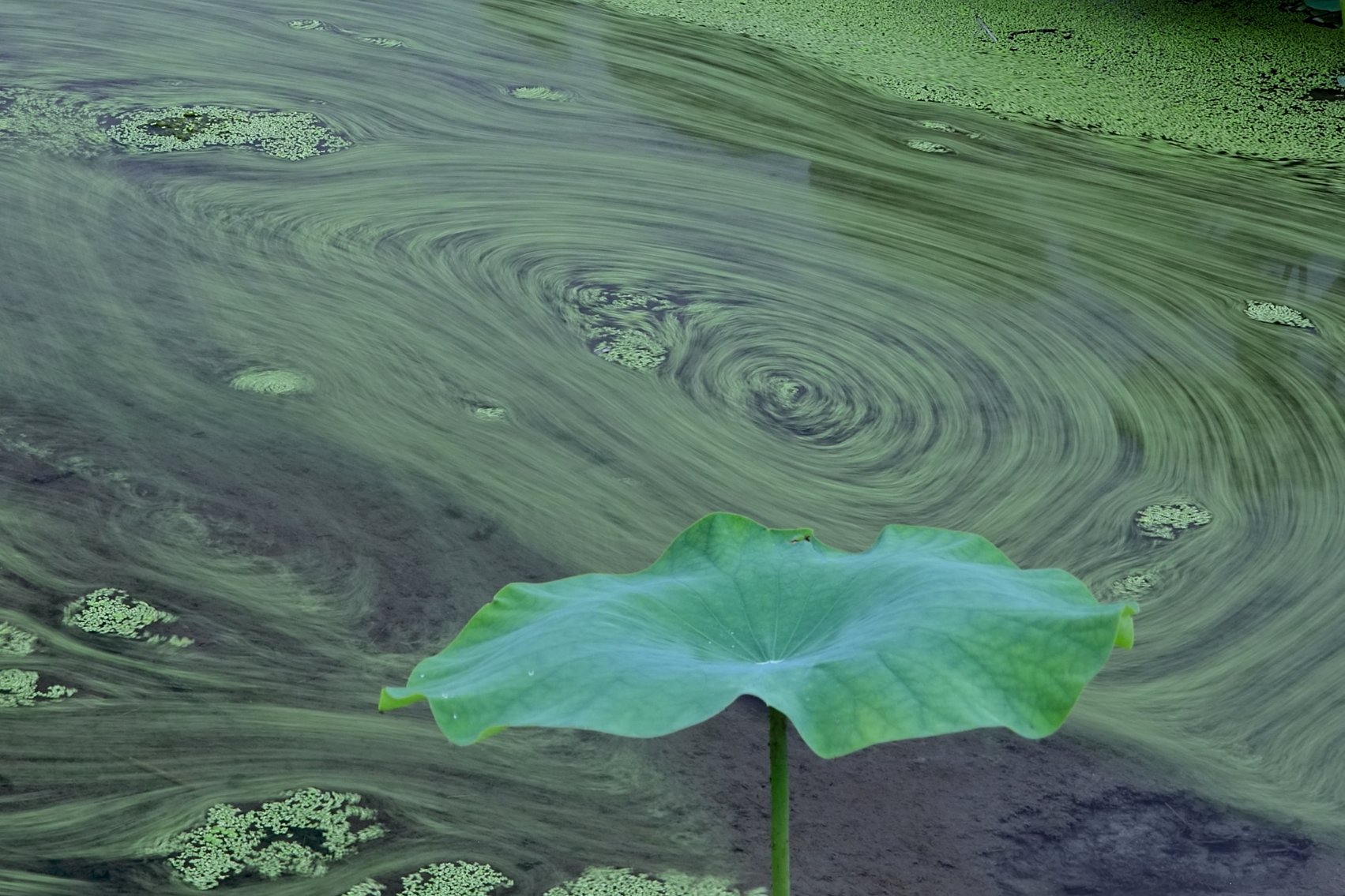 ハス田の水草