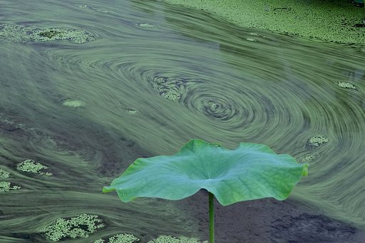 ハス田の水草