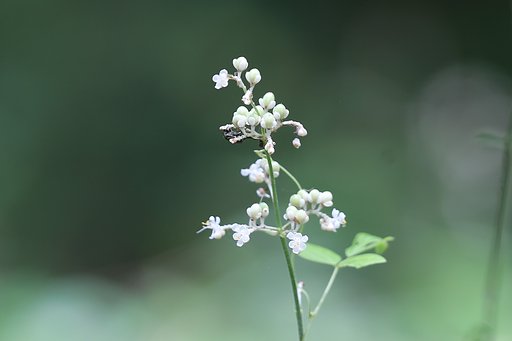 うすみどり色の世界