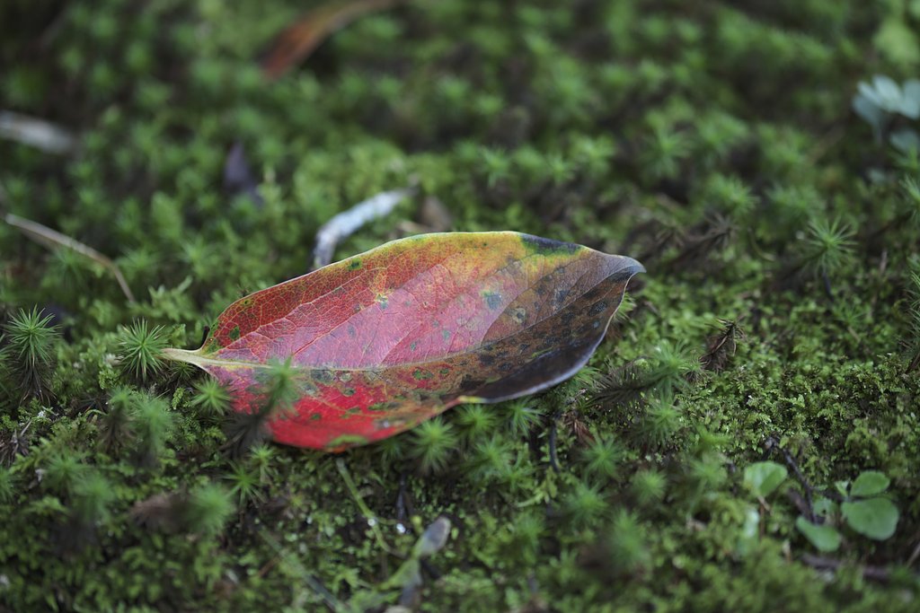 落ち紅葉