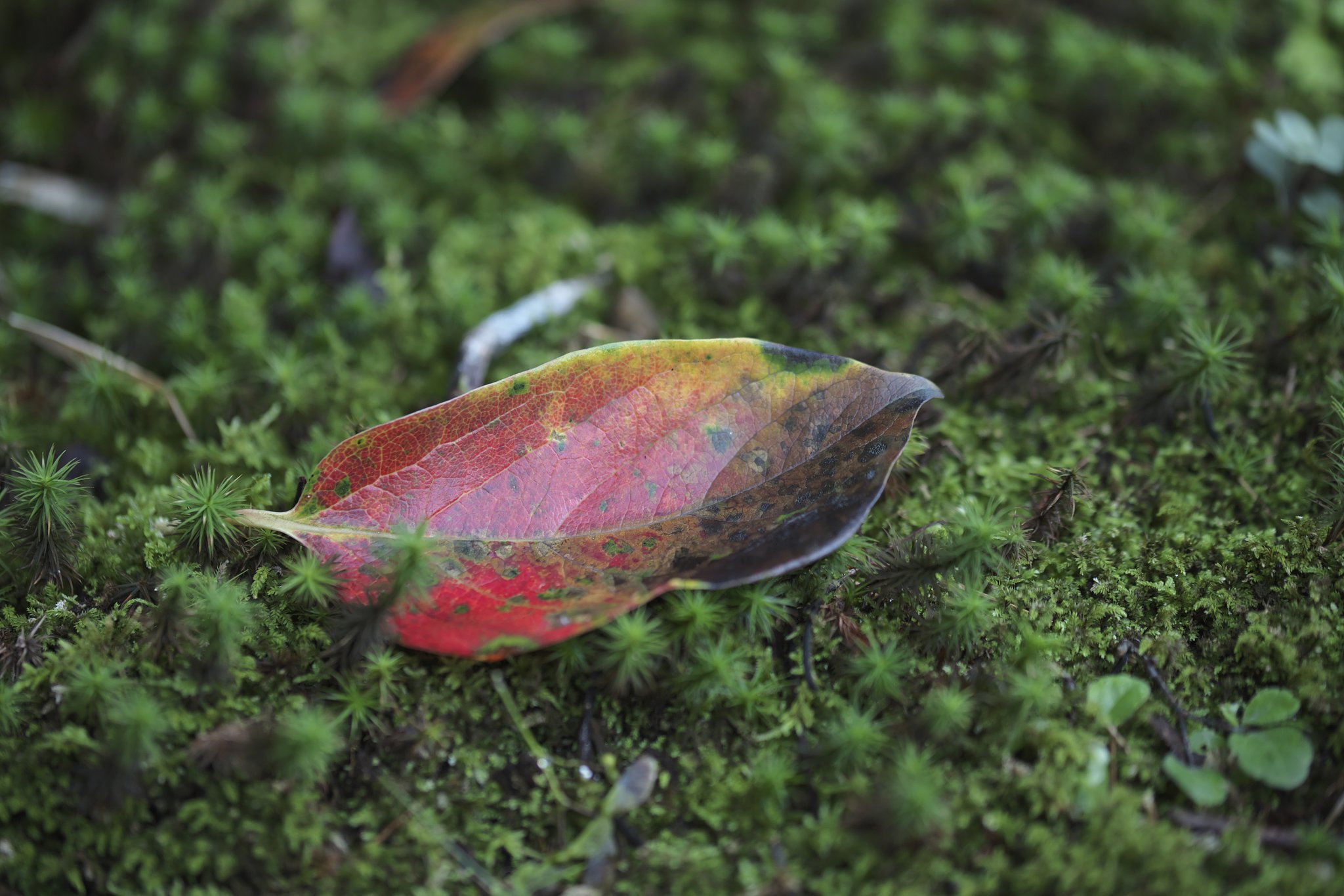 落ち紅葉