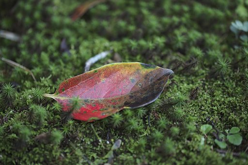 落ち紅葉