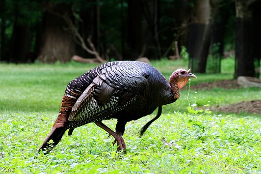別種の野生の七面鳥