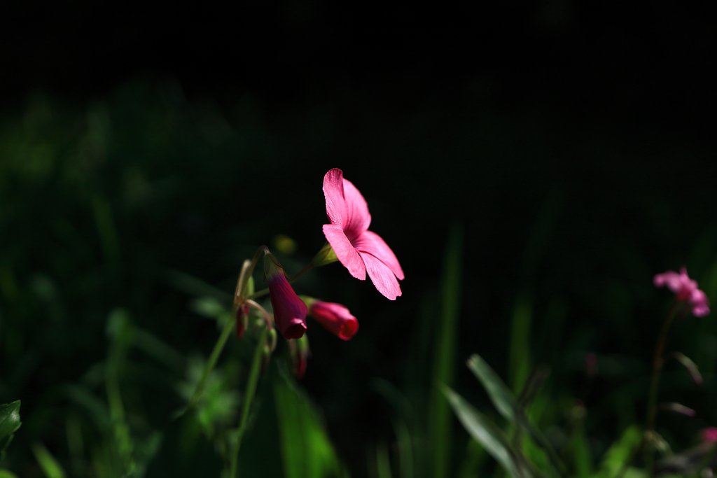 道端の花