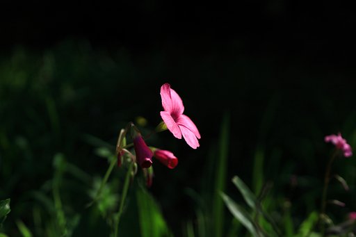道端の花