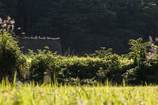 季節の舞い