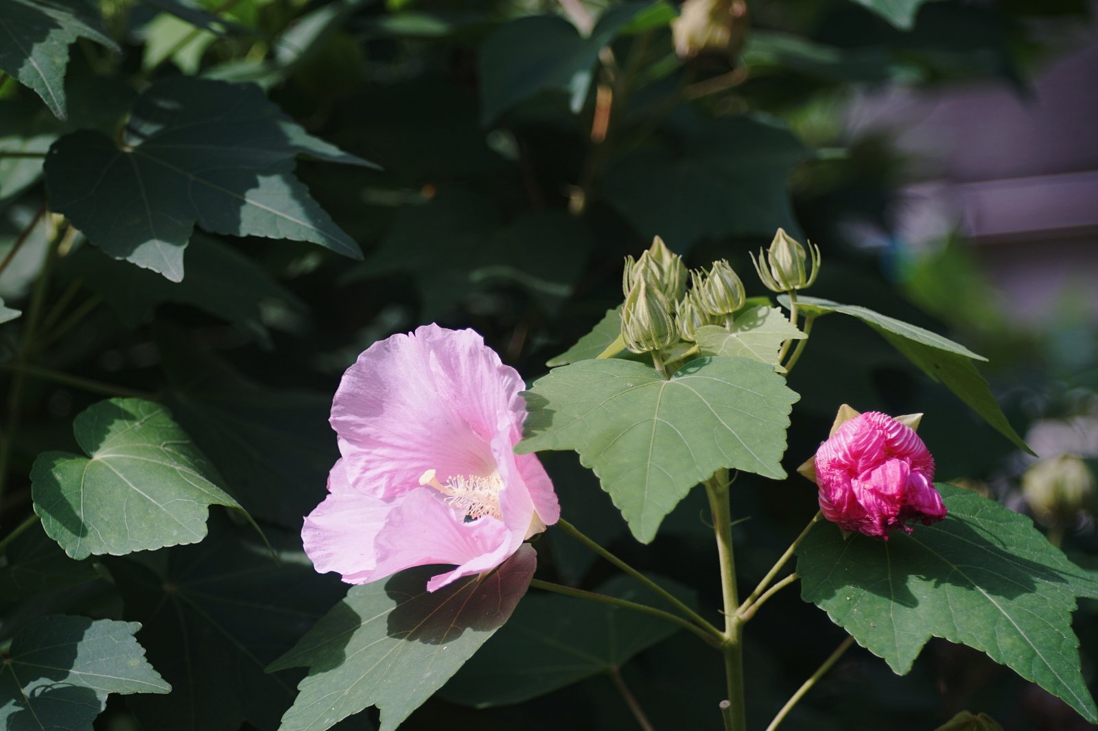 酔芙蓉