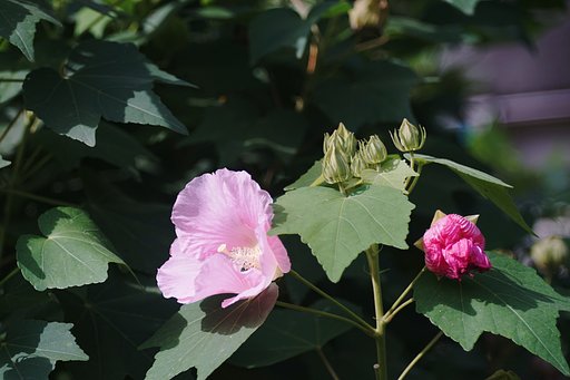 酔芙蓉