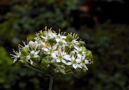 ニラの花