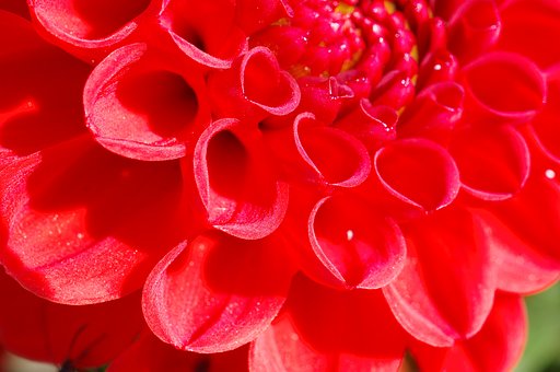 真っ赤な花びら