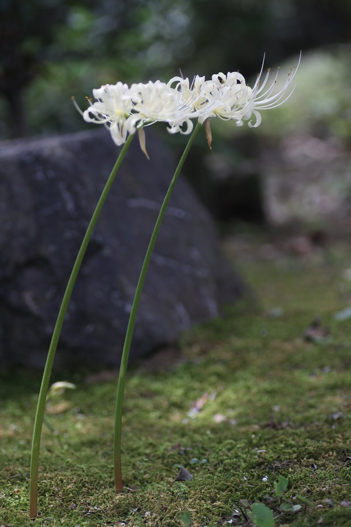 Tamron 90mm f2.8 macro 172E