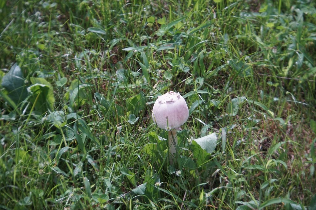 砧公園にて