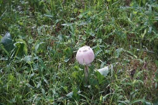 砧公園にて