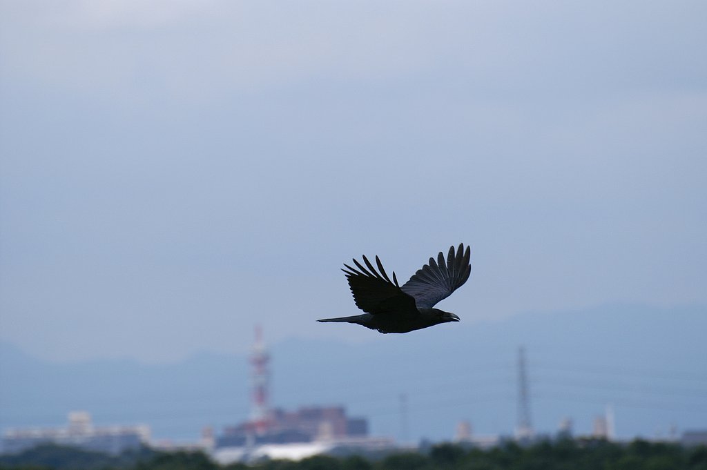 SIGMA APO 70-300mm F4-F5.6 DG MACRO