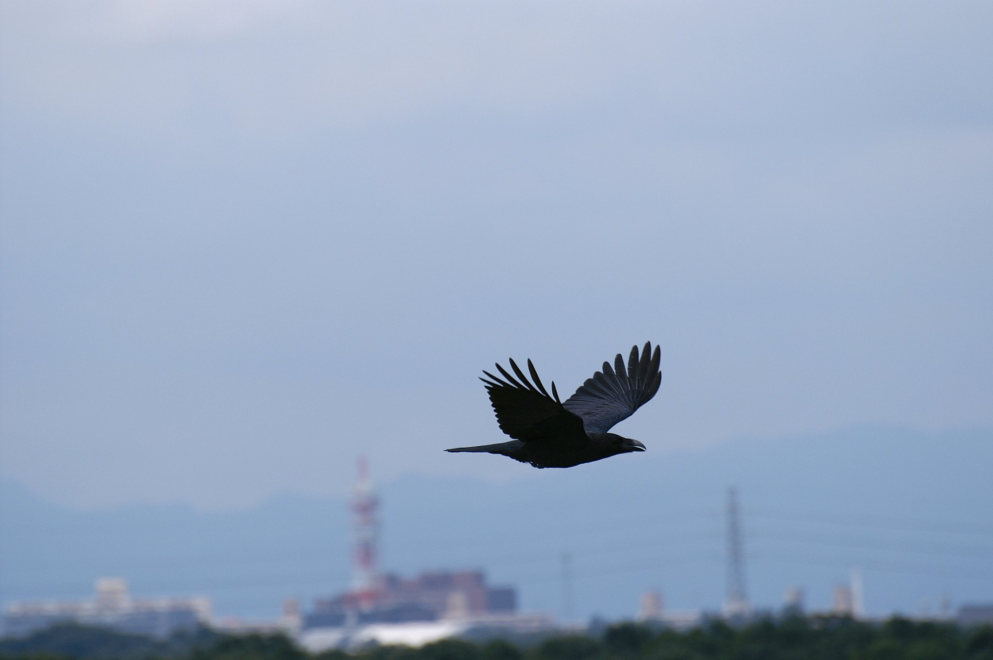 SIGMA APO 70-300mm F4-F5.6 DG MACRO