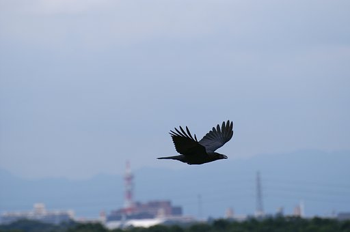 SIGMA APO 70-300mm F4-F5.6 DG MACRO