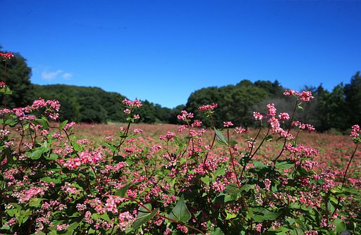見渡す限り赤ソバの花