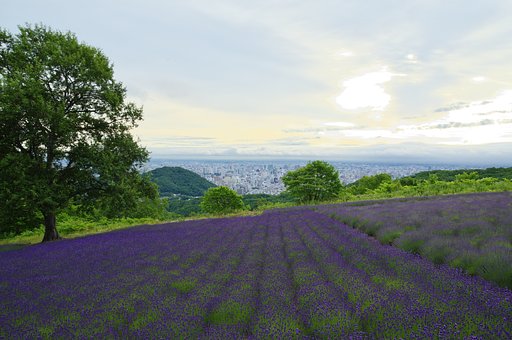 早朝の峠の景色
