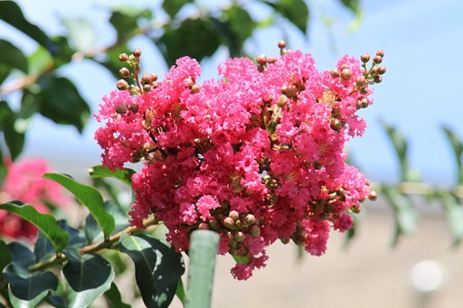 【夏】この花も