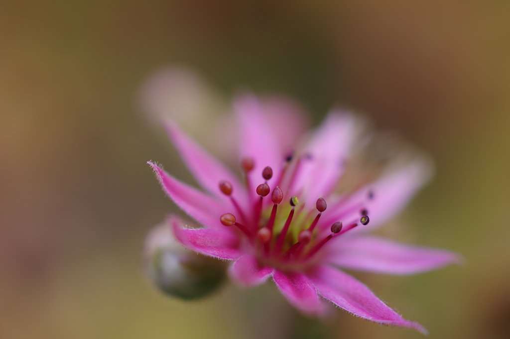 センペルビウム　アラクノイデウム　の花