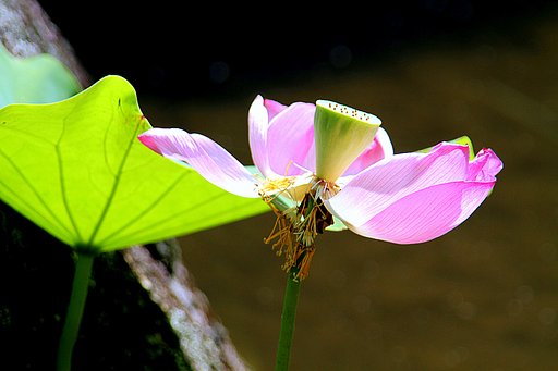 散り行く蓮の花
