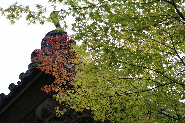 【小さな秋】やっと見つけた部分紅葉