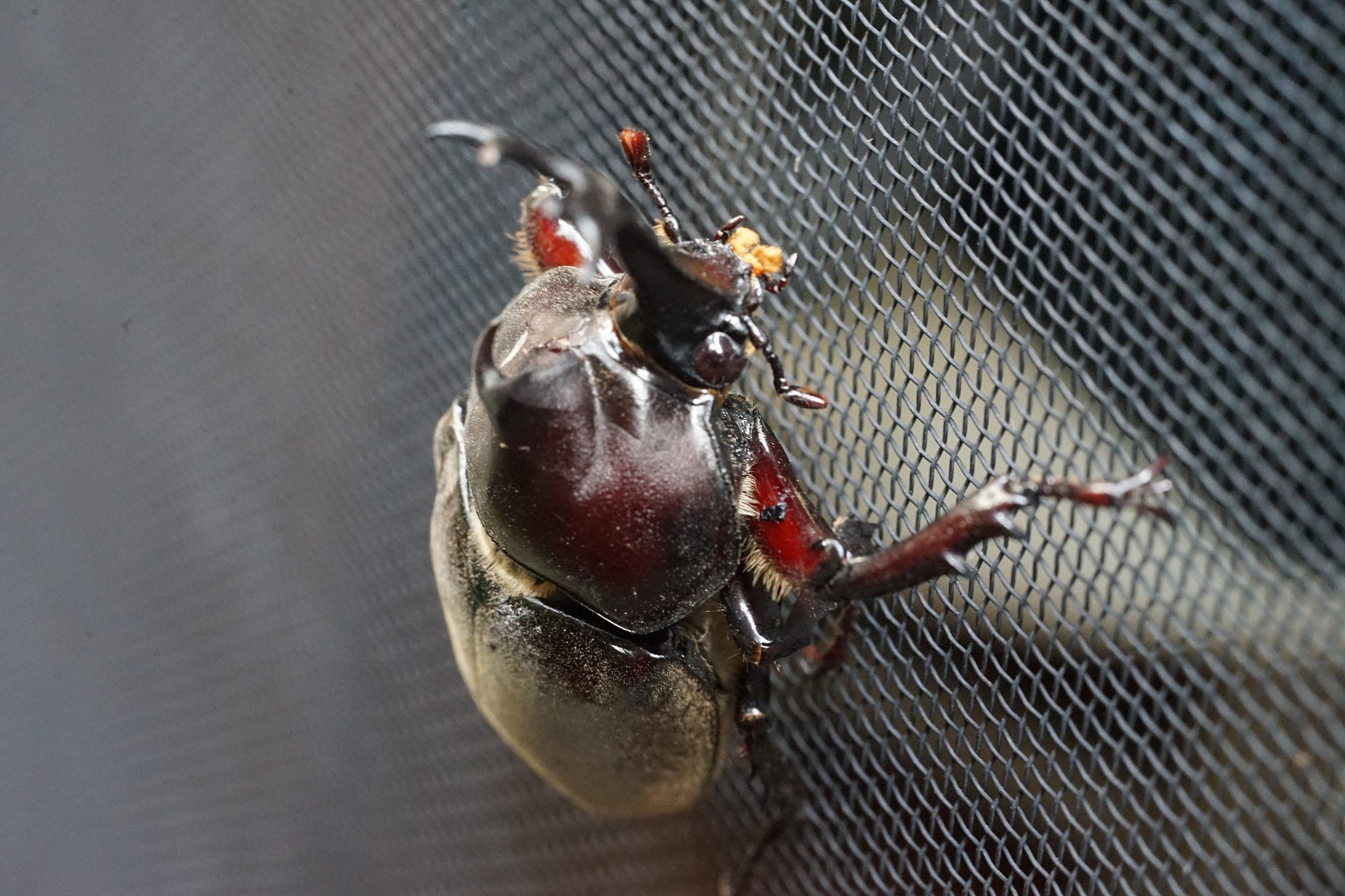 カブト虫の来訪