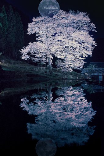 【情景】苗代桜ライトアップ