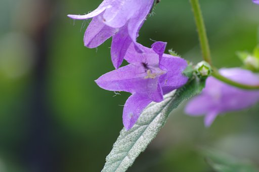 お花の裏でかくれんぼ