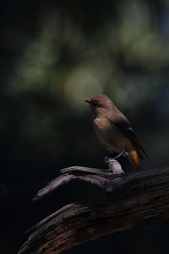 野鳥をポートレート的に撮る・ジョビコちゃん