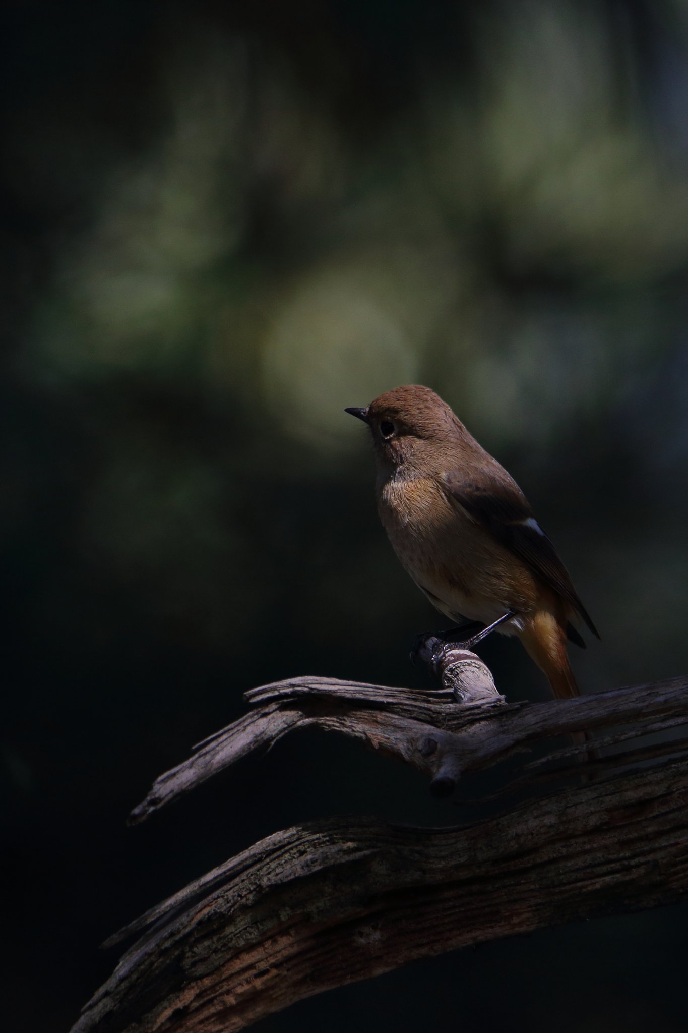 野鳥をポートレート的に撮る・ジョビコちゃん